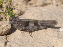 Trimerotropis cincta