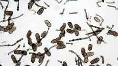 Stemphylium