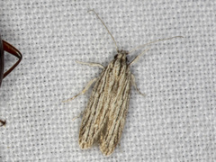 Acolasta scolia