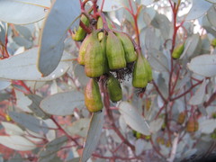 Eucalyptus pimpiniana