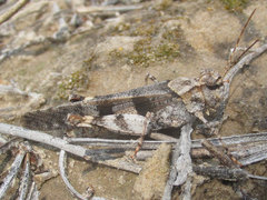 Trimerotropis cincta