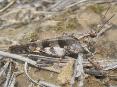 Trimerotropis cincta