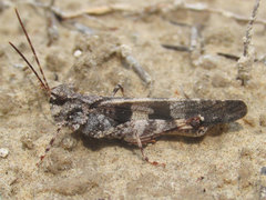 Trimerotropis cincta