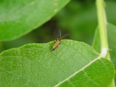 Rhagonycha nigriventris