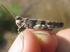 Trimerotropis cincta