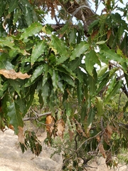Quercus albocincta