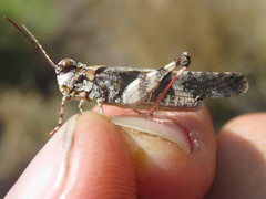 Trimerotropis cincta