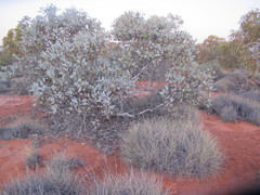 Eucalyptus pimpiniana