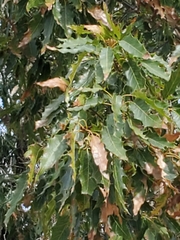 Quercus albocincta