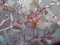 Eucalyptus pimpiniana