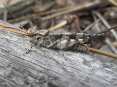 Trimerotropis cincta