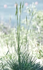Psathyrostachys juncea