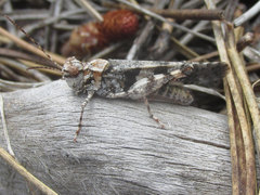 Trimerotropis cincta