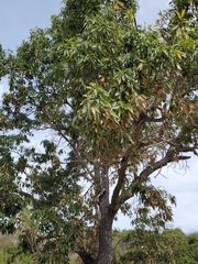 Quercus albocincta