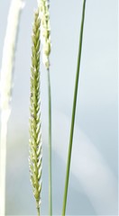 Psathyrostachys juncea