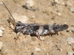 Trimerotropis cincta