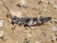 Trimerotropis cincta