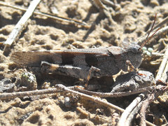 Trimerotropis cincta