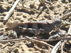 Trimerotropis cincta