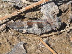 Trimerotropis cincta