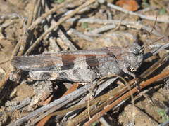 Trimerotropis cincta