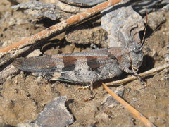 Trimerotropis cincta