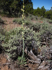 Caulanthus crassicaulis