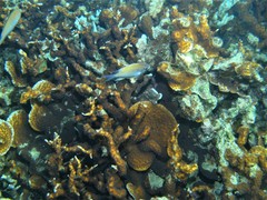 Echinopora mammiformis