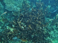 Echinopora mammiformis