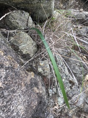Calochortus tiburonensis