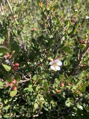 Leptospermum micromyrtus