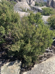 Leptospermum micromyrtus