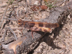 Trimerotropis cincta