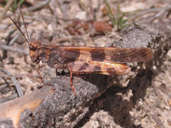 Trimerotropis cincta
