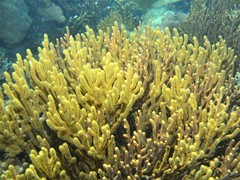 Isis hippuris