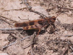 Trimerotropis cincta