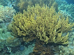 Isis hippuris