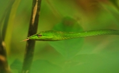 Ahaetulla malabarica