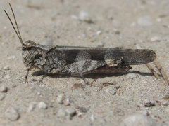 Trimerotropis cincta