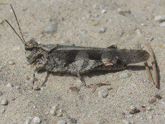 Trimerotropis cincta