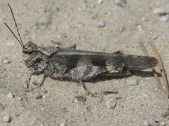 Trimerotropis cincta
