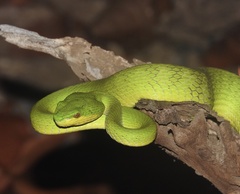 Trimeresurus insularis