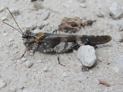 Trimerotropis cincta