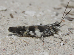 Trimerotropis cincta