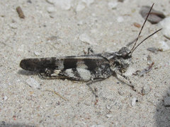 Trimerotropis cincta