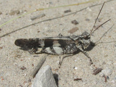 Trimerotropis cincta