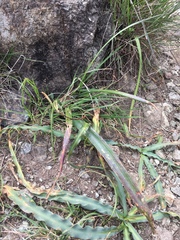 Calochortus tiburonensis