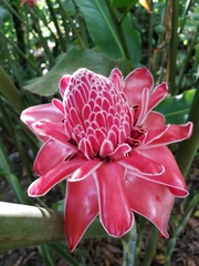 Etlingera elatior image