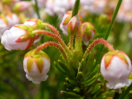 Phyllodoce × intermedia, photograph 5