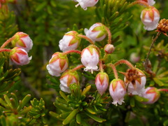 Phyllodoce × intermedia